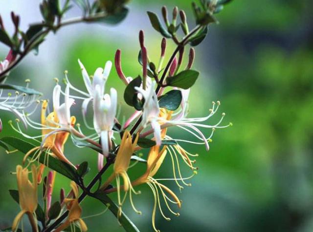 金银花宝宝可以喝吗（金银花泡水宝宝能喝吗）